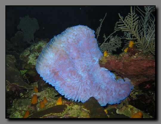 azure vase sponge